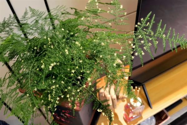 云竹开花的寓意，有着竹报平安的含义