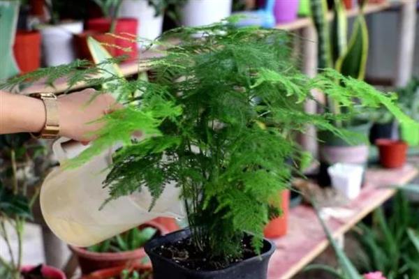 云竹开花的寓意，有着竹报平安的含义