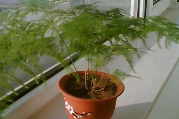 云竹开花的寓意，有着竹报平安的含义