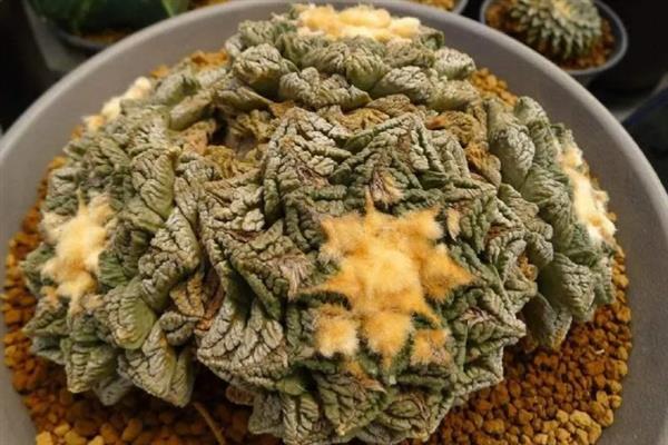 龟甲牡丹的简介，属于仙人掌科、岩牡丹属草本植物