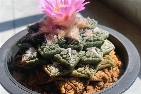龟甲牡丹的简介，属于仙人掌科、岩牡丹属草本植物