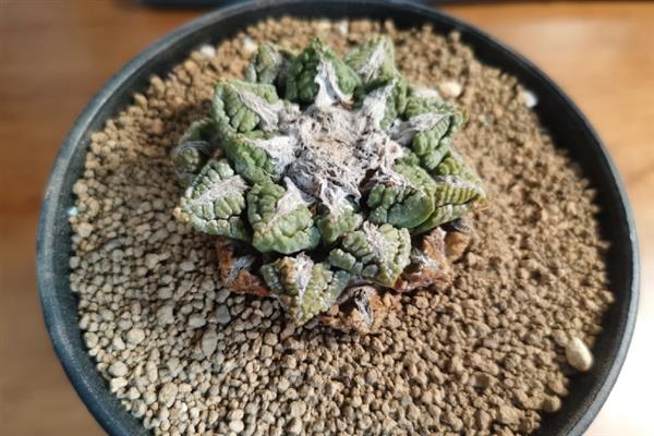 龟甲牡丹的简介，属于仙人掌科、岩牡丹属草本植物