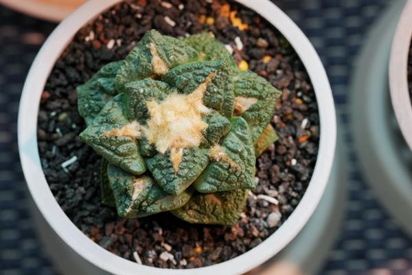 龟甲牡丹的简介，属于仙人掌科、岩牡丹属草本植物