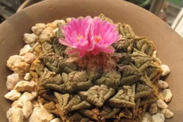 龟甲牡丹的简介，属于仙人掌科、岩牡丹属草本植物