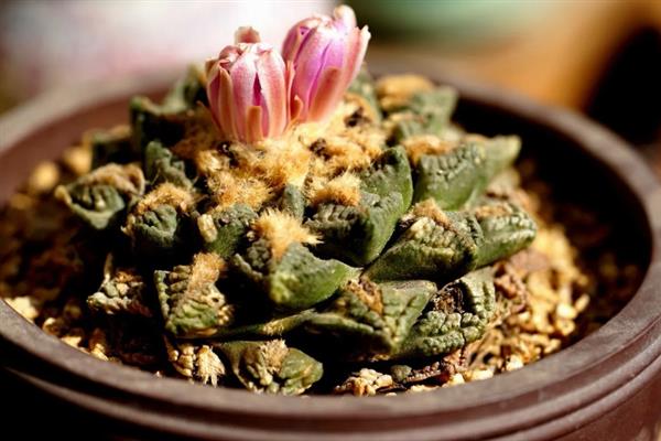 龟甲牡丹的简介，属于仙人掌科、岩牡丹属草本植物