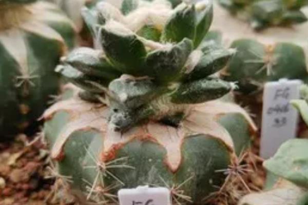 龟甲牡丹的简介，属于仙人掌科、岩牡丹属草本植物