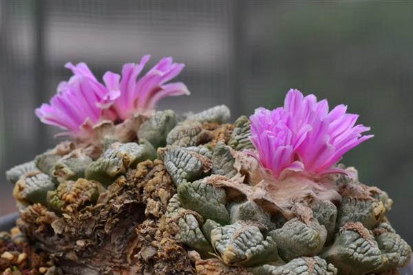 龟甲牡丹的简介，属于仙人掌科、岩牡丹属草本植物