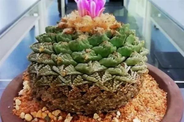 龟甲牡丹的简介，属于仙人掌科、岩牡丹属草本植物