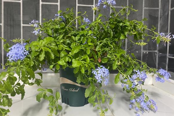 蓝雪花怎么养殖，生长期间每隔半个月追施一次肥料