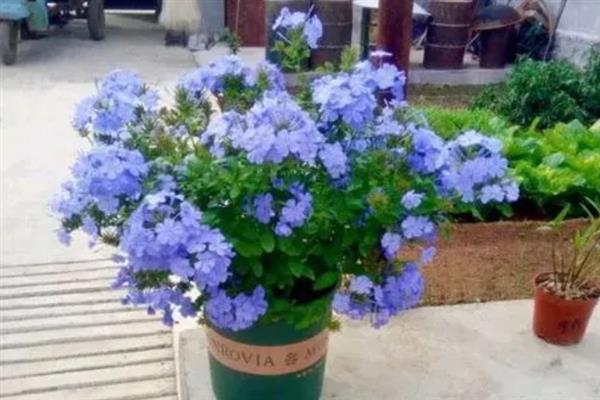 蓝雪花怎么养殖，生长期间每隔半个月追施一次肥料