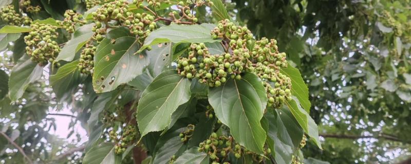 拐枣树的种植方法，栽培初期每个季节追施一次肥料