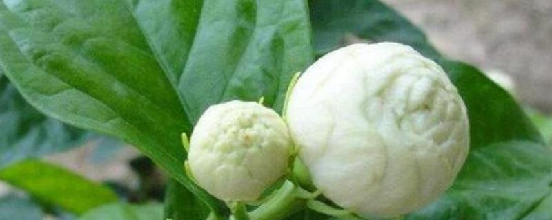 怎么养刚买的虎头茉莉，遵循少许多次的施肥原则