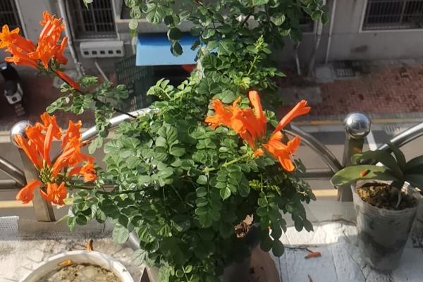 可以用花盆养凌霄花吗，可以用花盆养