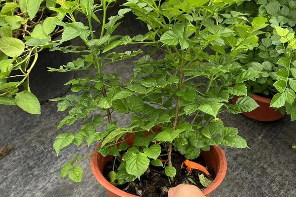 可以用花盆养凌霄花吗，可以用花盆养