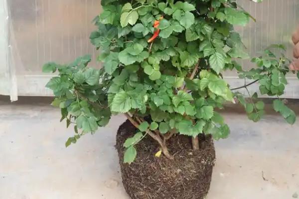 可以用花盆养凌霄花吗，可以用花盆养