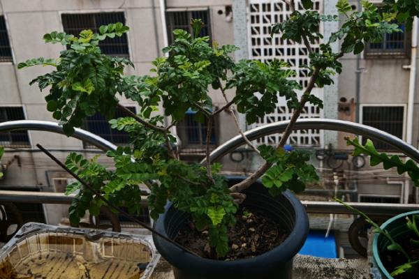 可以用花盆养凌霄花吗，可以用花盆养