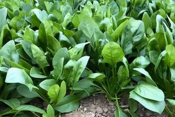 菠菜简介，别称波斯菜、鹦鹉菜等