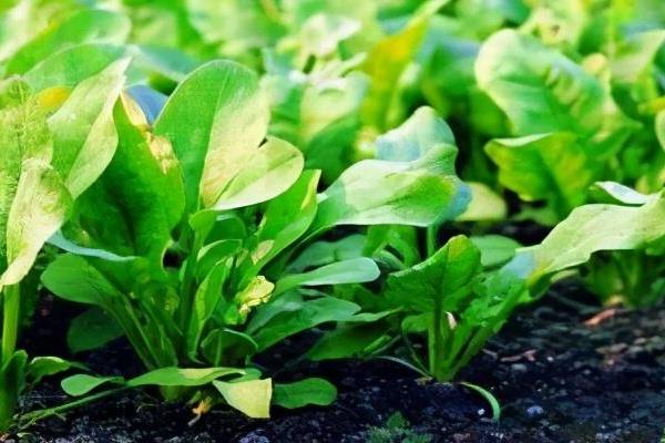 菠菜简介，别称波斯菜、鹦鹉菜等