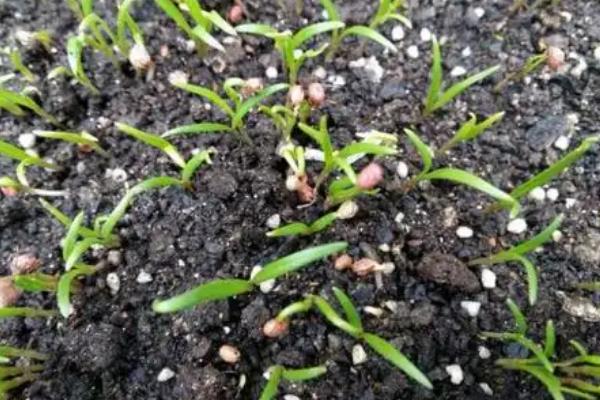 菠菜简介，别称波斯菜、鹦鹉菜等