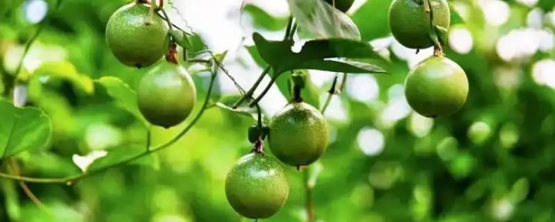 百香果施什么肥，定植后可以施用高氮水溶肥或是尿素