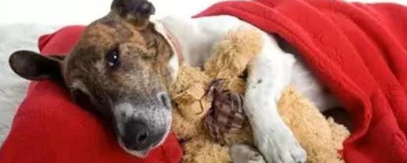 狗狗发烧怎么判断,体温升高且精神状态下降