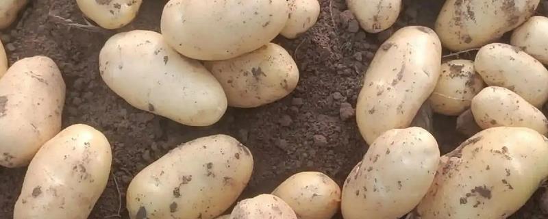 土豆的盆栽种植方法，种植时将土豆发芽端朝上放入土壤中