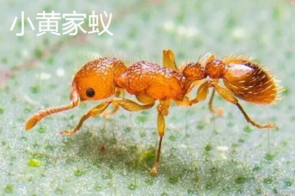 蚂蚁的品种有哪些，以大头蚁、黑蚁、小黄家蚁等6个品种为主