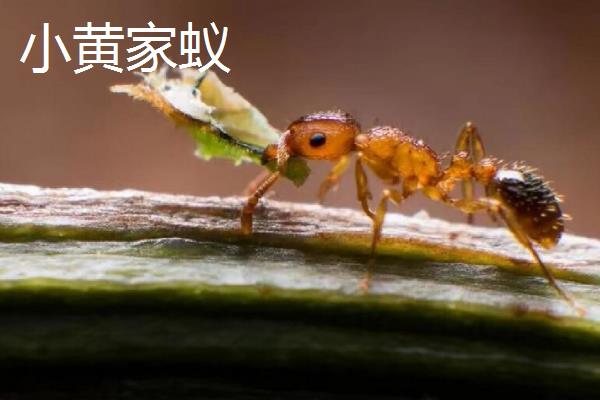 蚂蚁的品种有哪些，以大头蚁、黑蚁、小黄家蚁等6个品种为主
