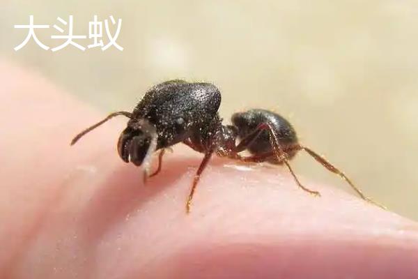 蚂蚁的品种有哪些，以大头蚁、黑蚁、小黄家蚁等6个品种为主