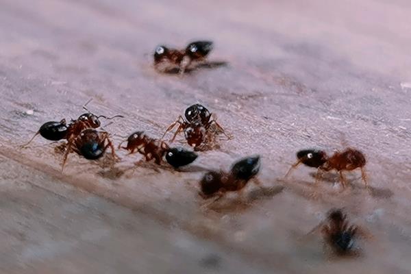 蚂蚁的品种有哪些，以大头蚁、黑蚁、小黄家蚁等6个品种为主