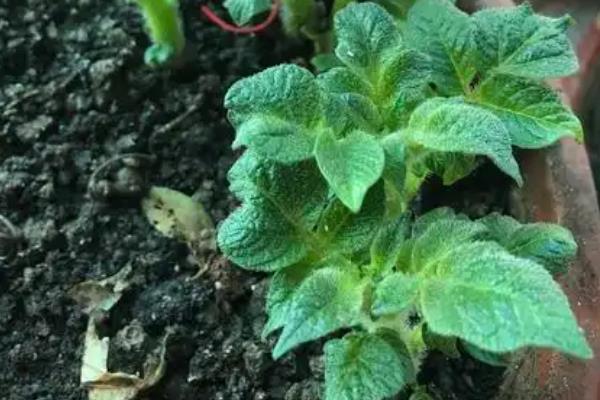 土豆的盆栽种植方法，种植时将土豆发芽端朝上放入土壤中