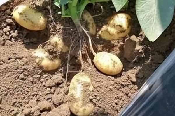 土豆的盆栽种植方法，种植时将土豆发芽端朝上放入土壤中
