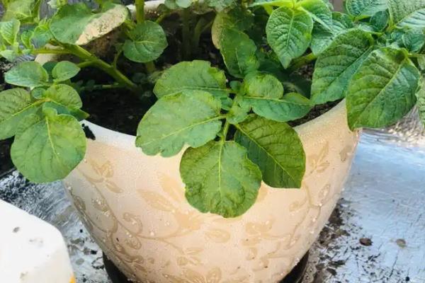 土豆的盆栽种植方法，种植时将土豆发芽端朝上放入土壤中