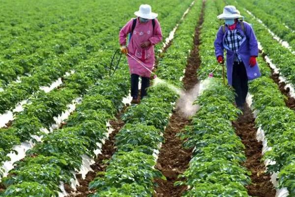 土豆的盆栽种植方法，种植时将土豆发芽端朝上放入土壤中