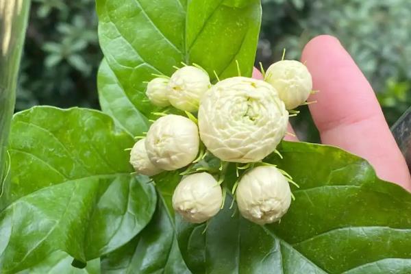 怎么养刚买的虎头茉莉，遵循少许多次的施肥原则