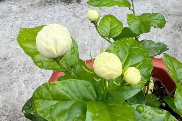 怎么养刚买的虎头茉莉，遵循少许多次的施肥原则