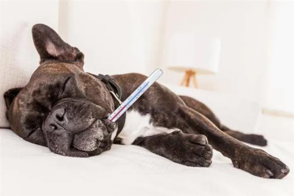 狗狗发烧怎么判断,体温升高且精神状态下降