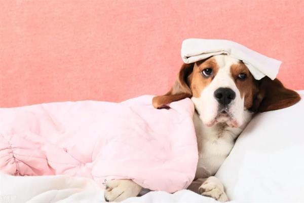 狗狗发烧怎么判断,体温升高且精神状态下降