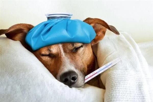狗狗发烧怎么判断,体温升高且精神状态下降