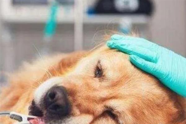 狗狗发烧怎么判断,体温升高且精神状态下降