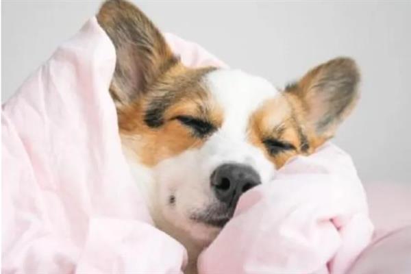 狗狗发烧怎么判断,体温升高且精神状态下降