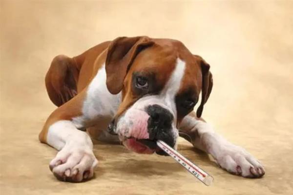 狗狗发烧怎么判断,体温升高且精神状态下降