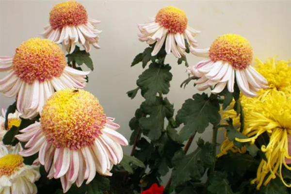 菊花是不是花序，菊花是一个花序