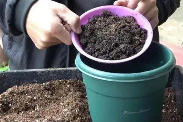 让晚香玉多开花的方法，花期每隔20天追施一次磷钾肥