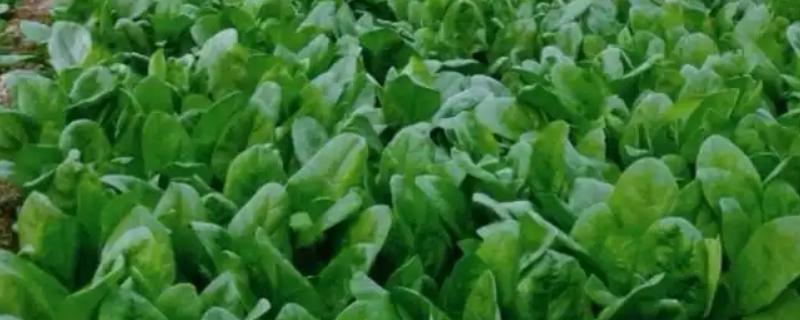 越冬菠菜的施肥方法，施入充足的腐熟农家肥当作基肥