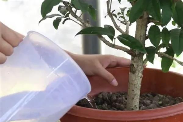 桂花树五月份能不能移栽,五月份可以移栽桂花树