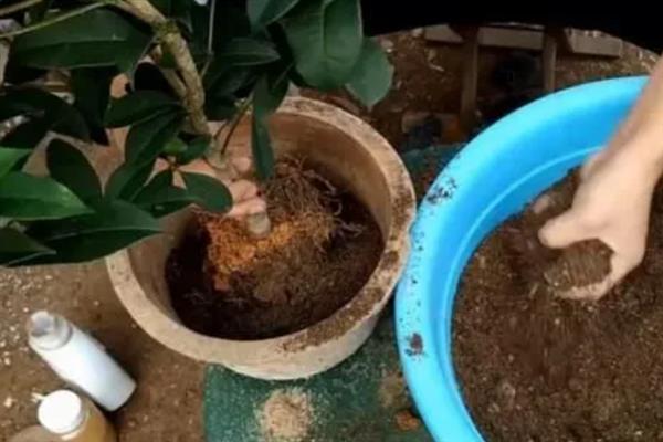 桂花树五月份能不能移栽,五月份可以移栽桂花树