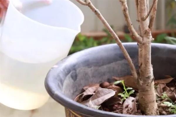 桂花树五月份能不能移栽,五月份可以移栽桂花树