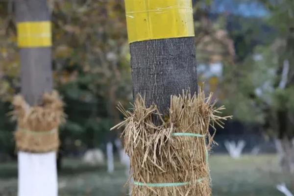 桂花树五月份能不能移栽,五月份可以移栽桂花树