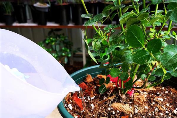 怎么养殖月季花，在生育期内每个月追肥3次左右